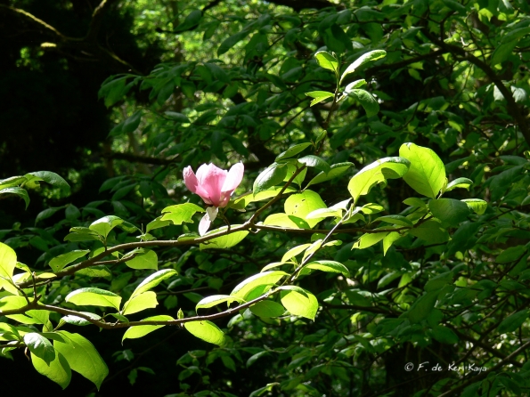 Bois des Moutiers (240) Mai 2012